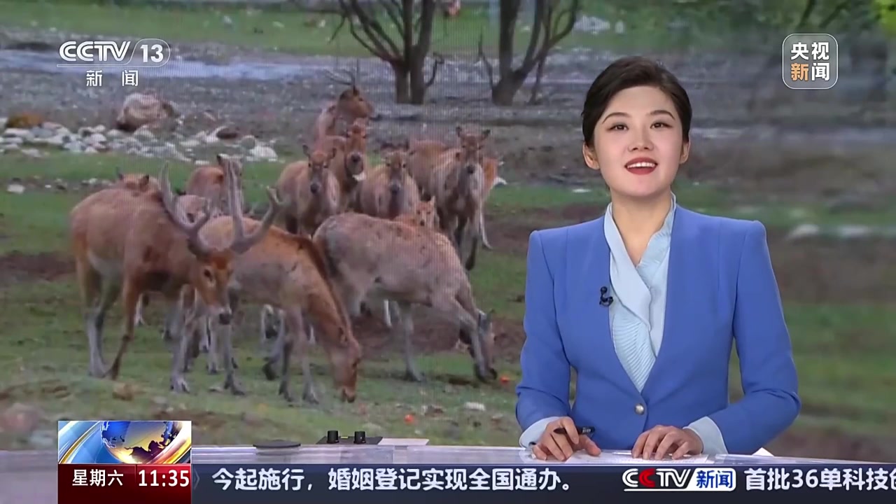 内蒙古 麋鹿塞北安家 环境适应性显著提升